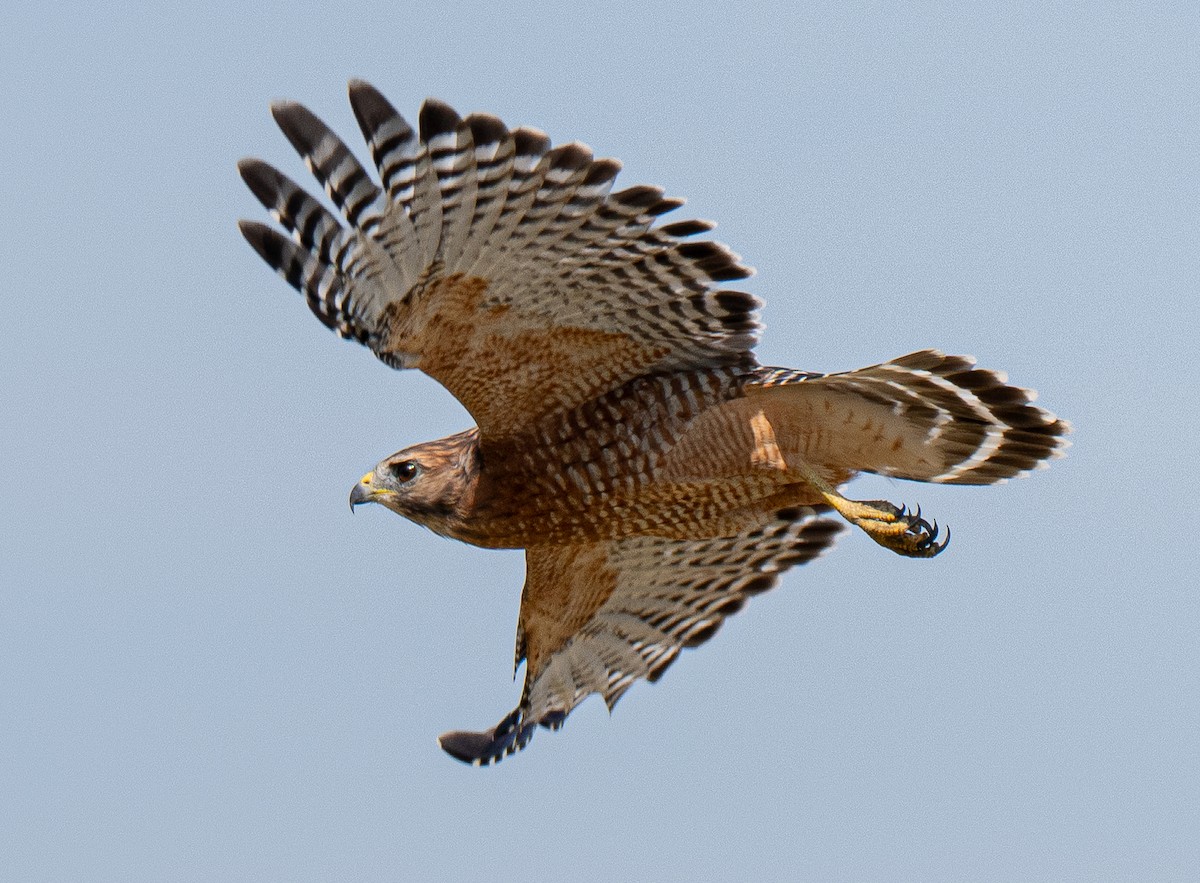 Red-shouldered Hawk - ML642153512