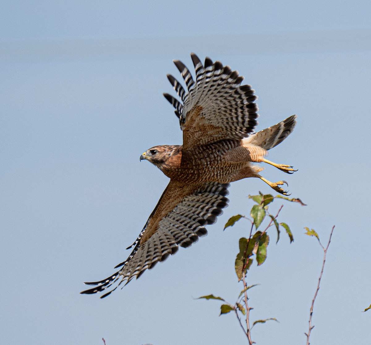 Red-shouldered Hawk - ML642153514