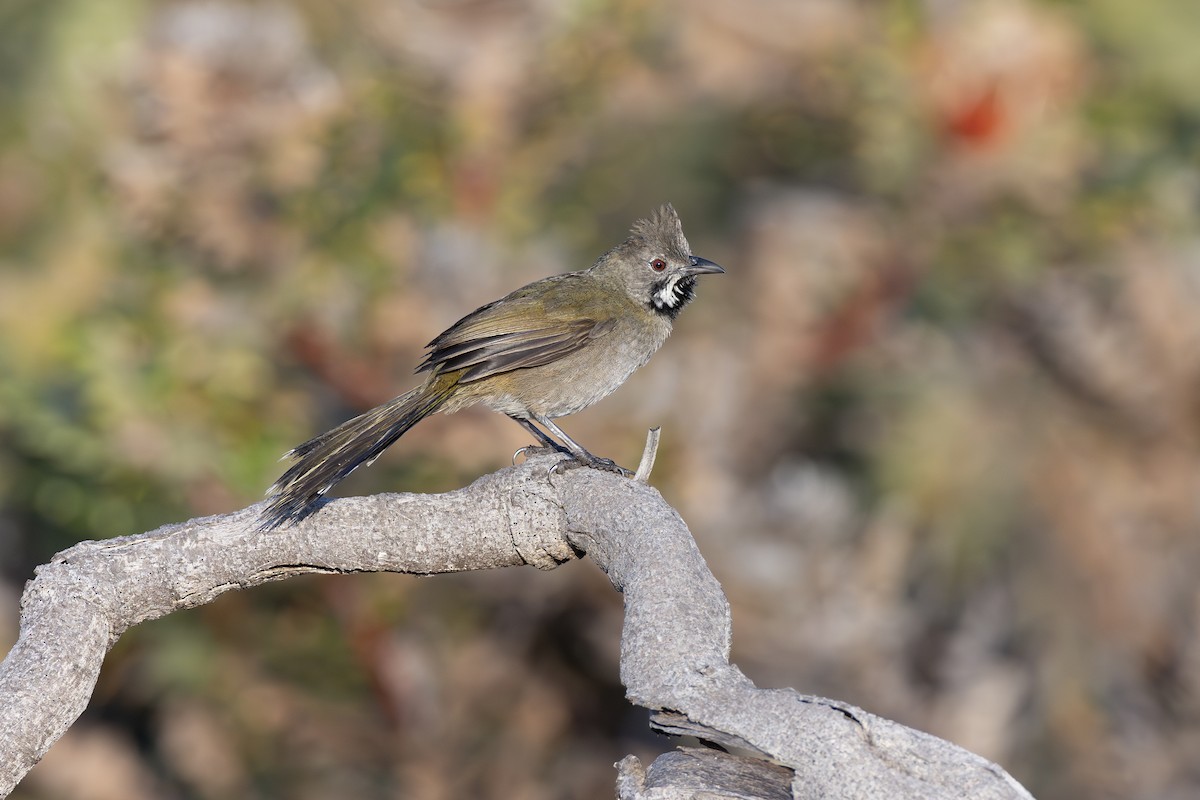 Western Whipbird (Black-throated) - ML642153515