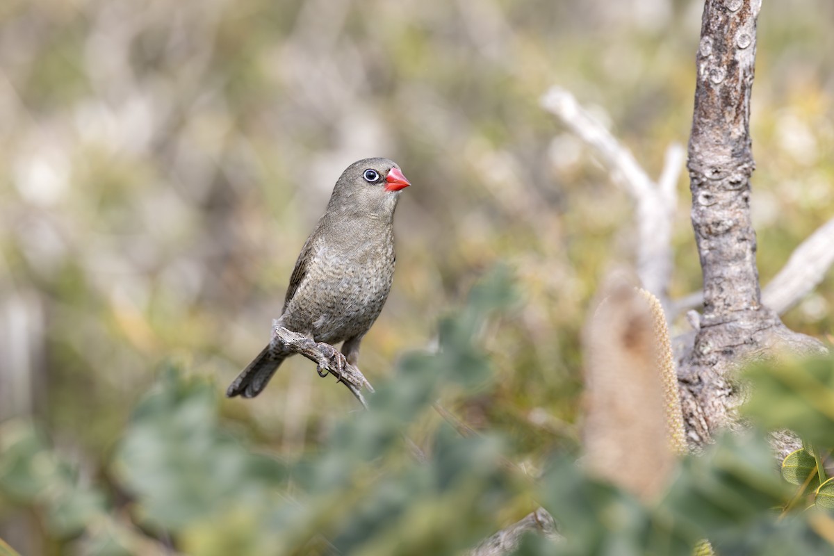 Red-eared Firetail - ML642153522