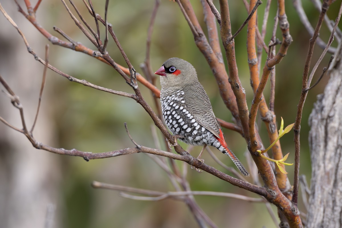 Red-eared Firetail - ML642153523
