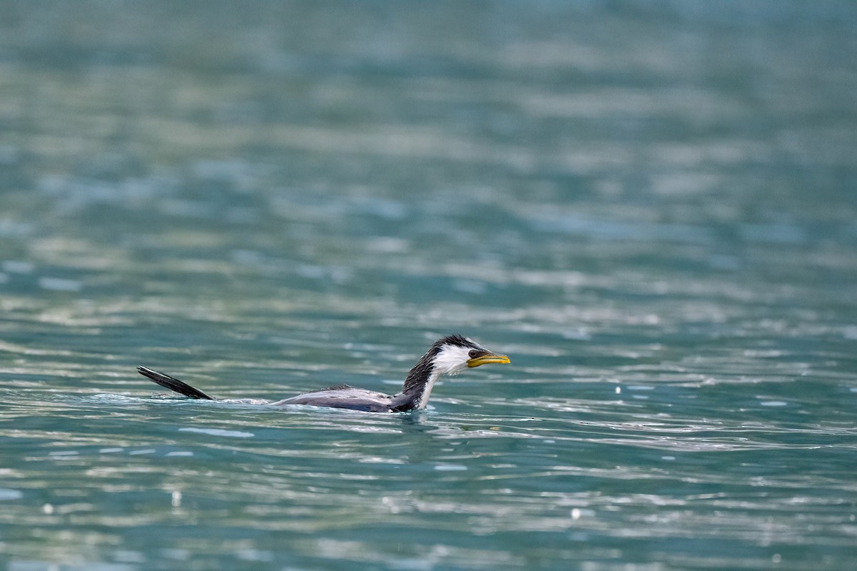 Little Pied Cormorant - ML642153531