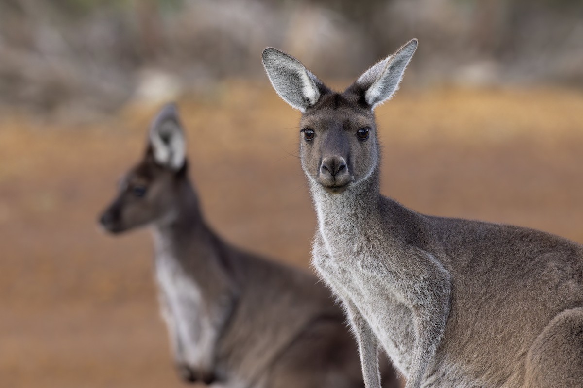 Western Grey Kangaroo - ML642153533