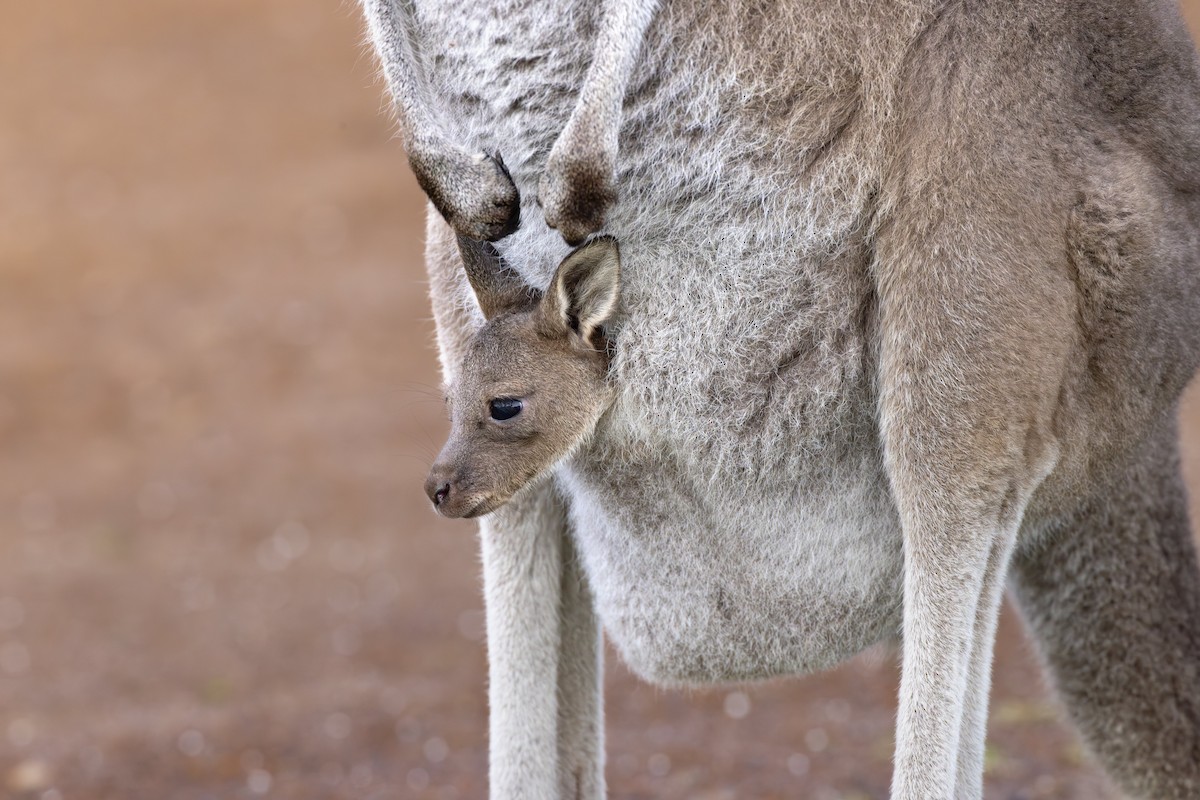 Western Grey Kangaroo - ML642153534