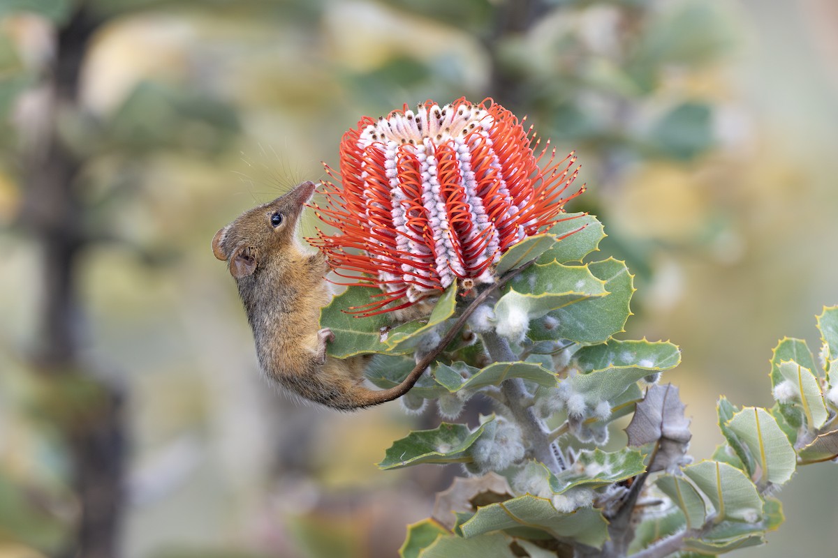 Honey Possum - ML642153535