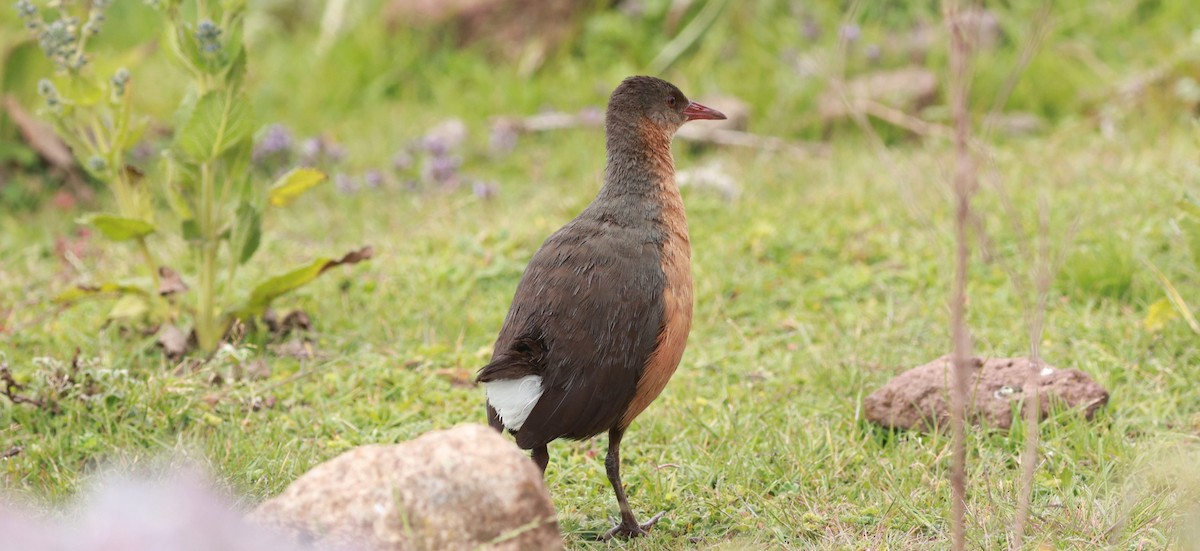 Rouget's Rail - ML642153538