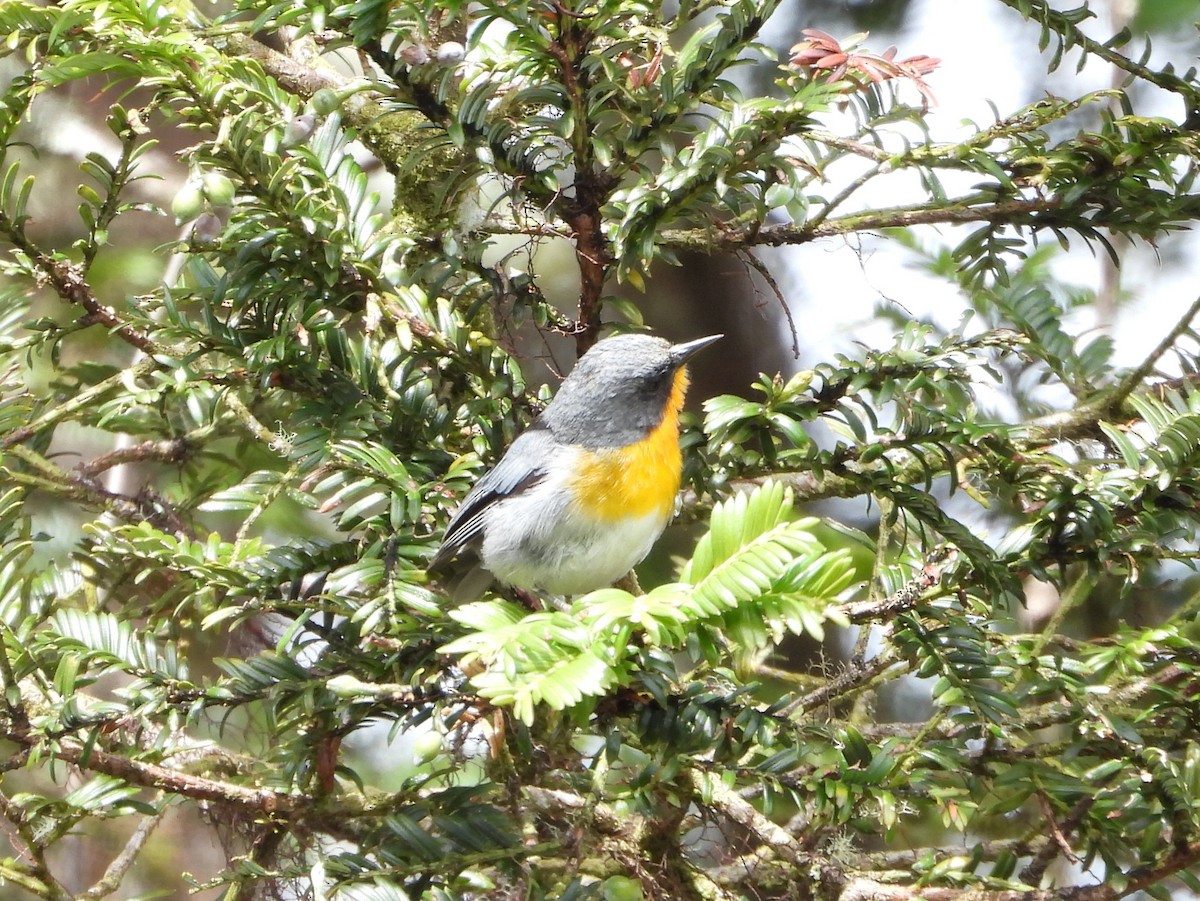 Flame-throated Warbler - ML642153569