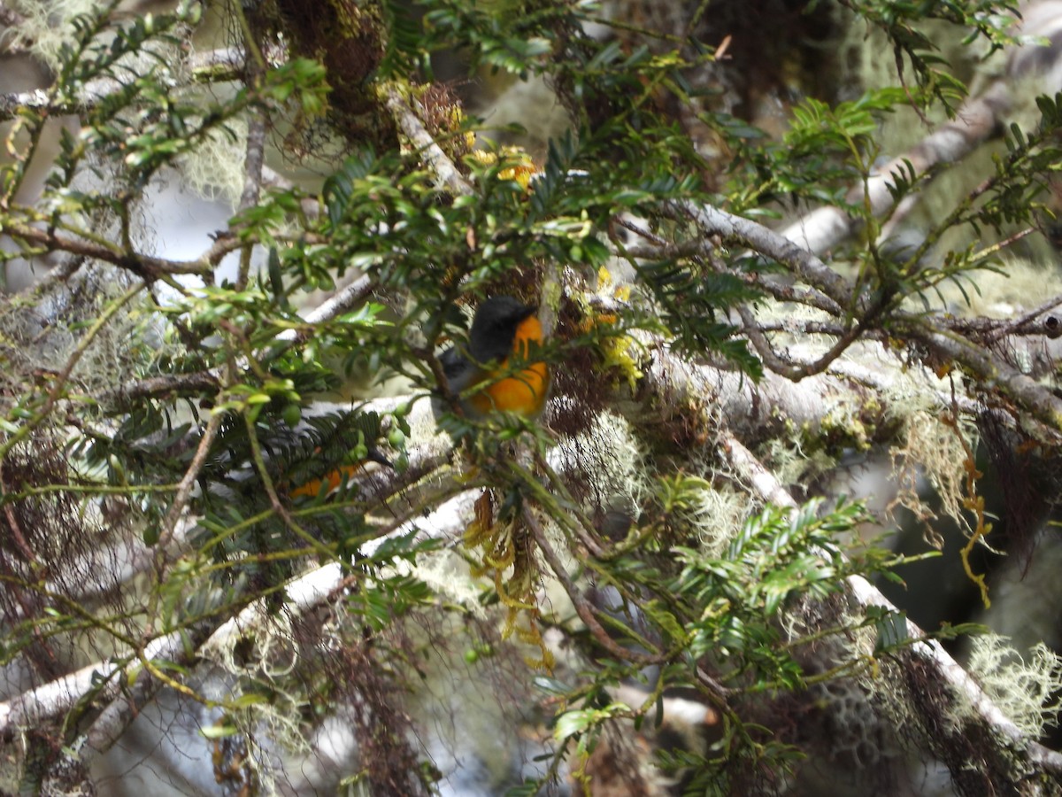 Flame-throated Warbler - ML642153573