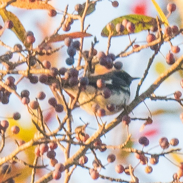 Black-throated Blue Warbler - ML642153579