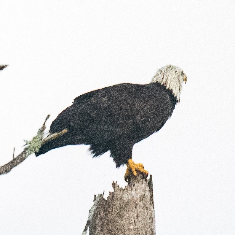 Weißkopf-Seeadler - ML642153584
