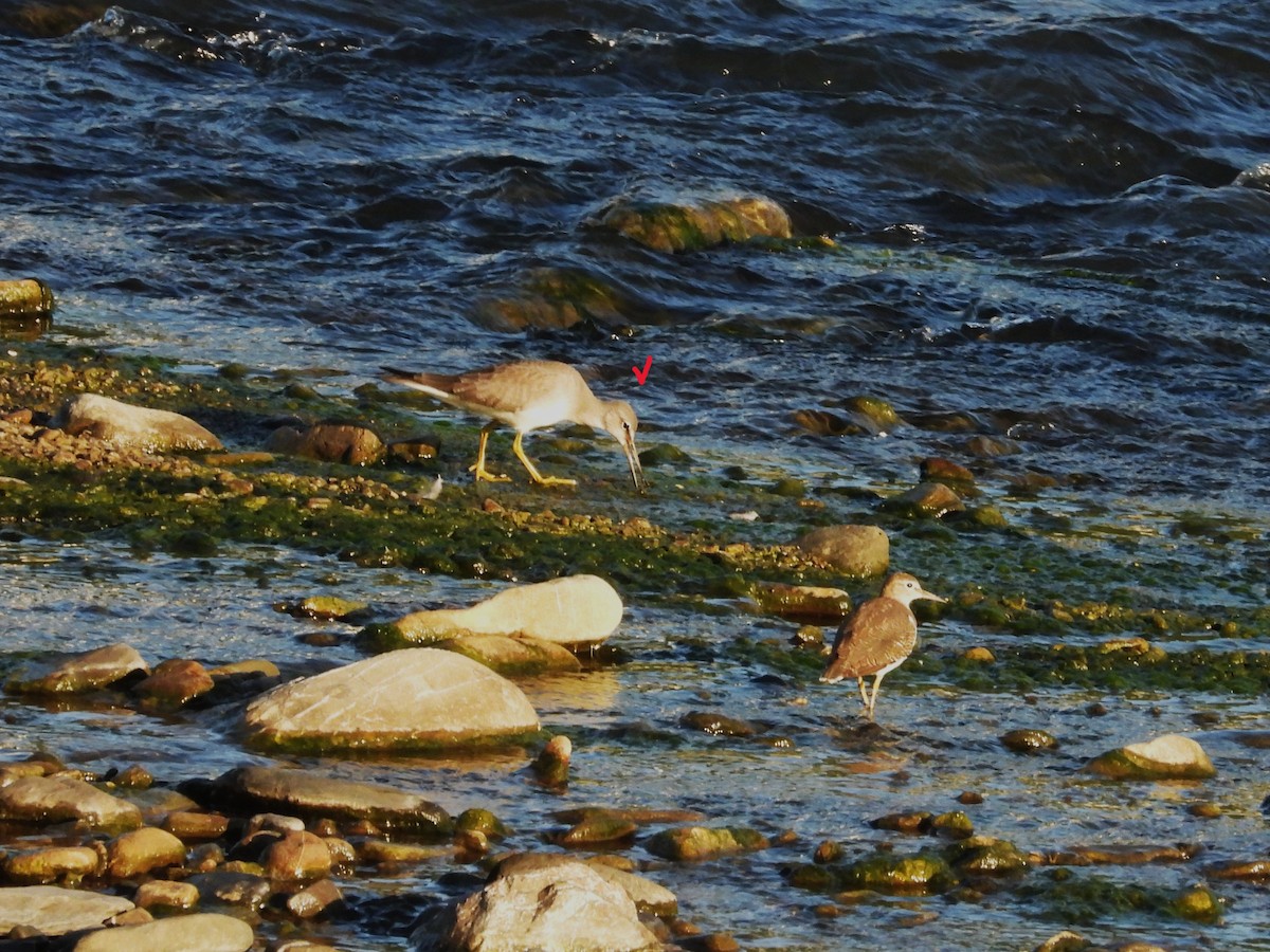 Grauschwanz-Wasserläufer - ML642153600