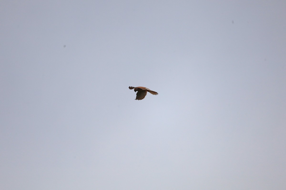 Turmfalke - ML642153605