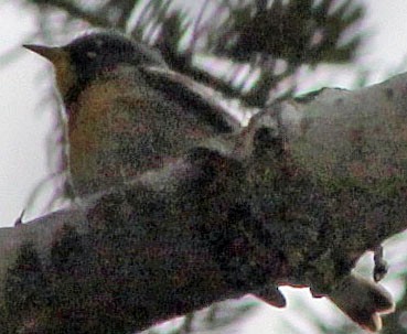 Meisenwaldsänger - ML642153631