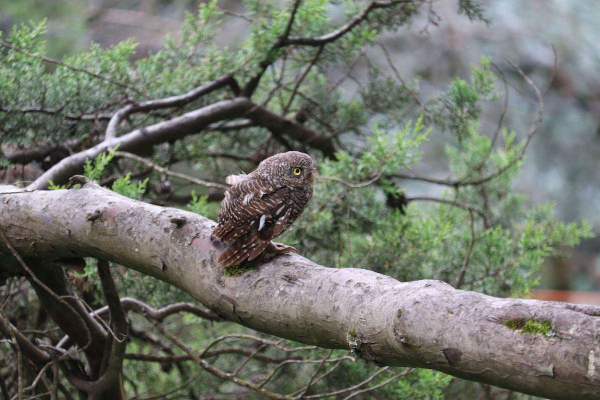 Asian Barred/Jungle Owlet - ML642153635
