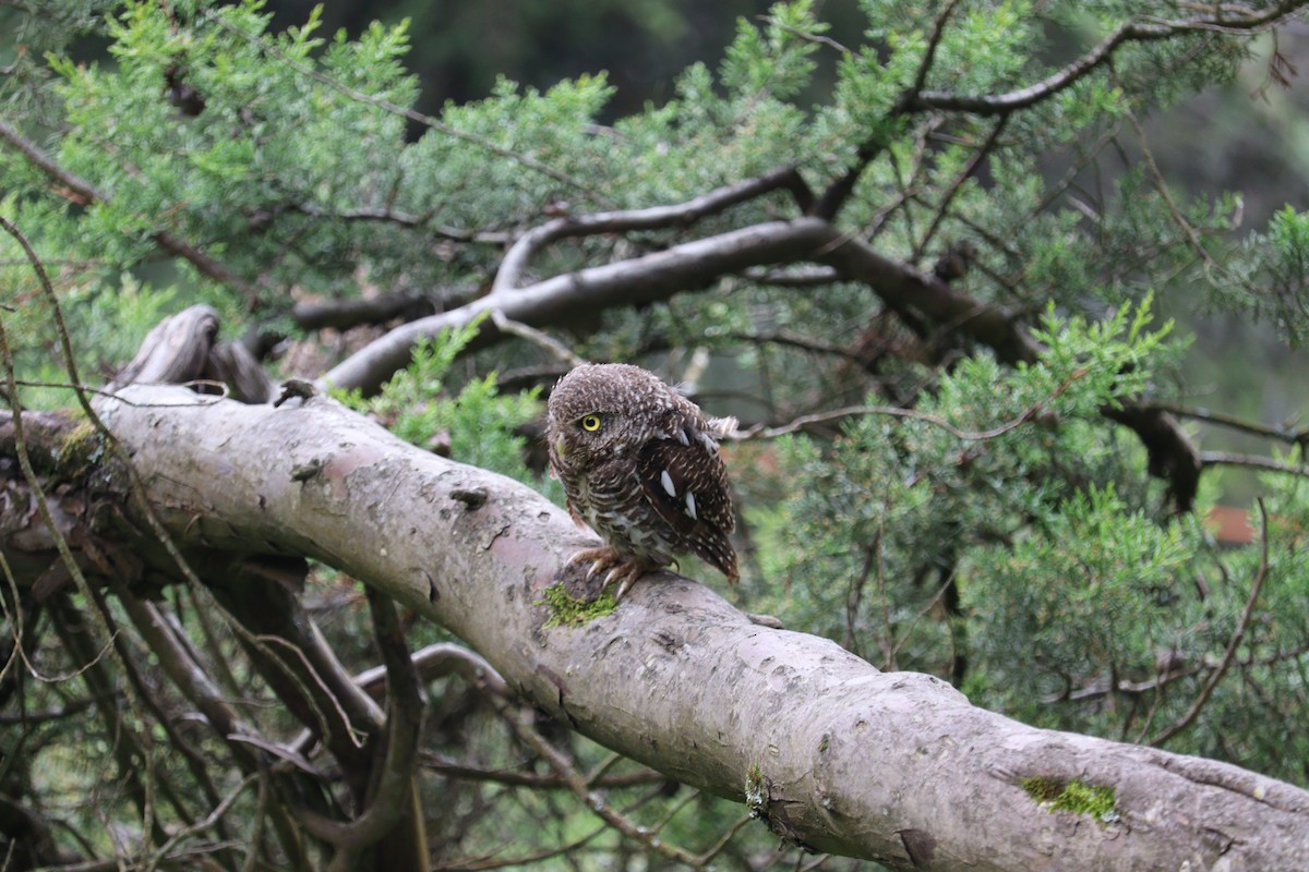Asian Barred/Jungle Owlet - ML642153636
