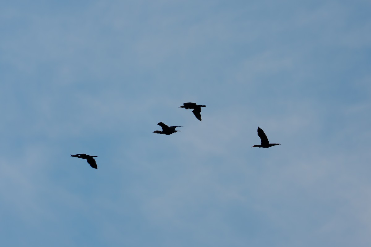 Cormoran à aigrettes - ML642153713