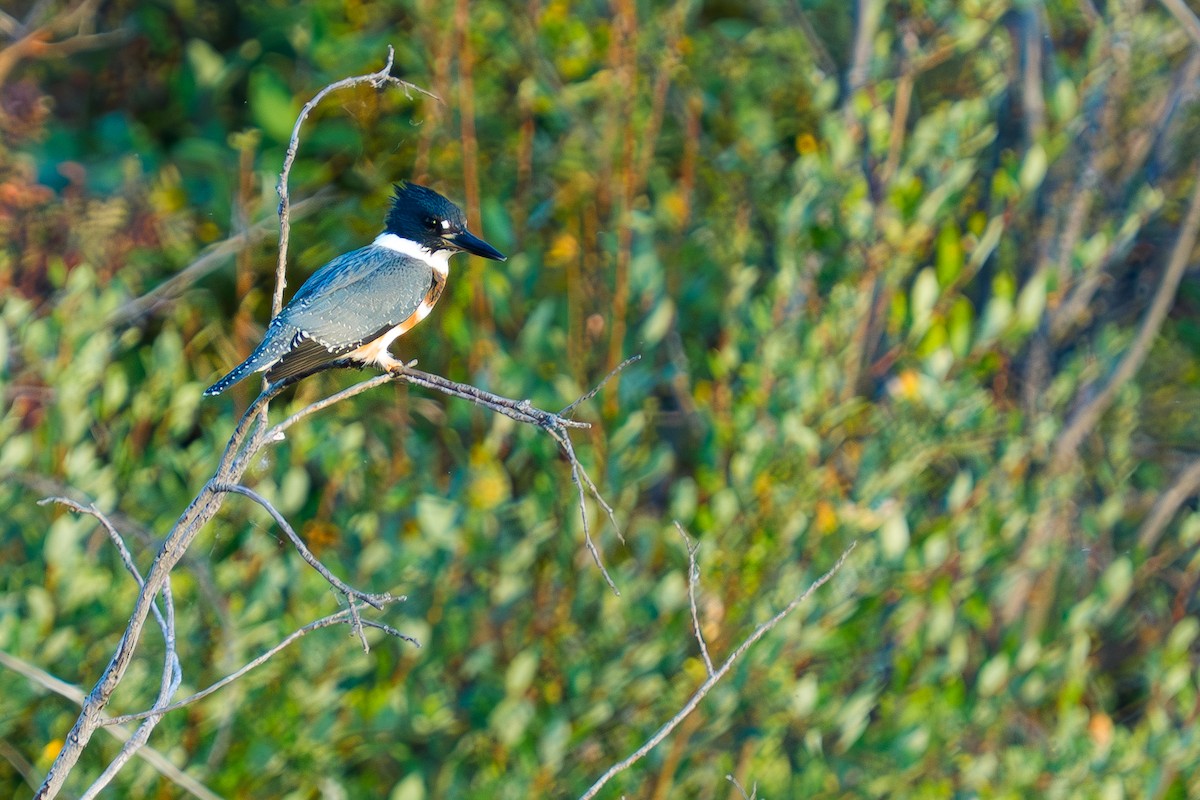 Belted Kingfisher - ML642153718