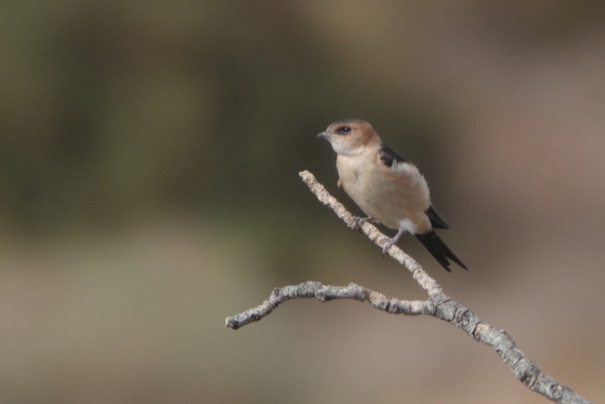 European Red-rumped Swallow - ML642153719