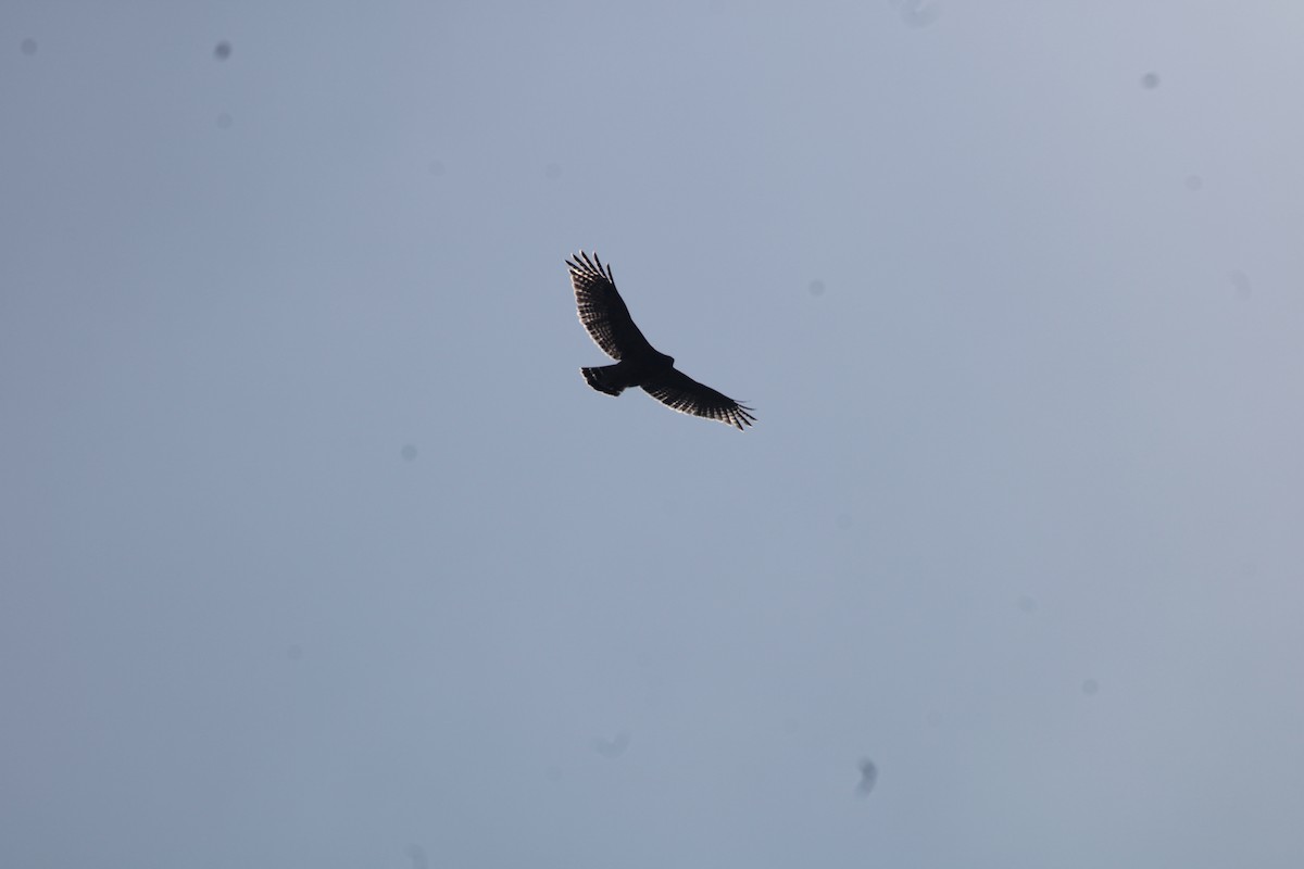 Red-shouldered Hawk - ML642153727