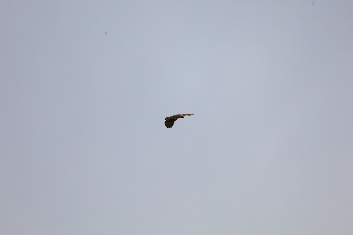 Eurasian Kestrel - ML642153728