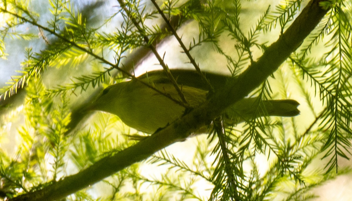 Wilson's Warbler - ML642153730