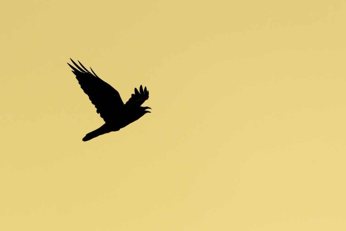 Common Raven - ML642153731