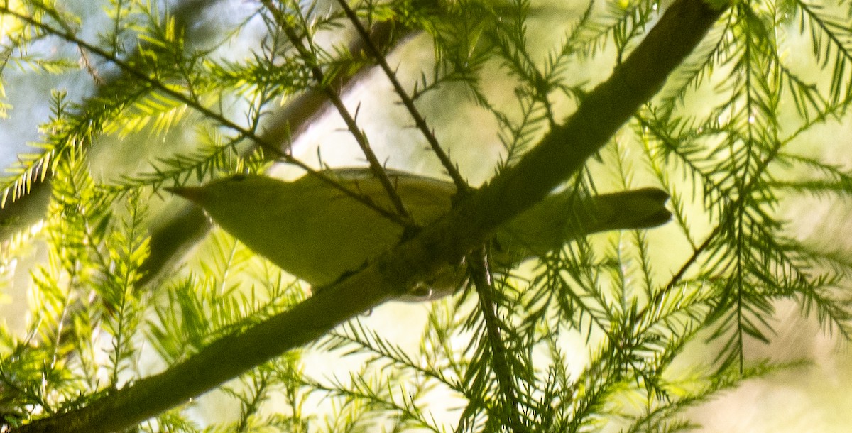 Wilson's Warbler - ML642153732