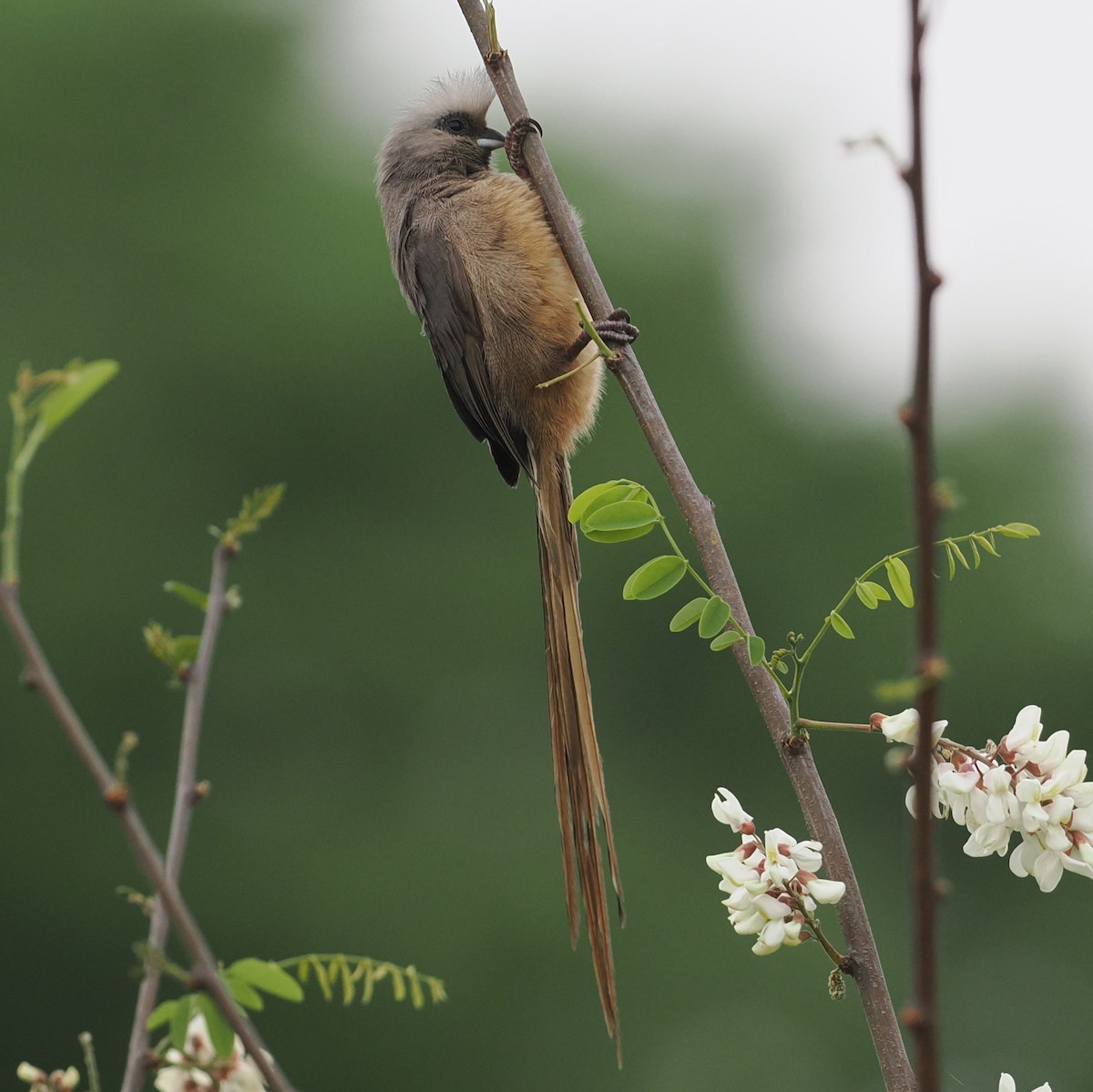 Speckled Mousebird - ML642153733