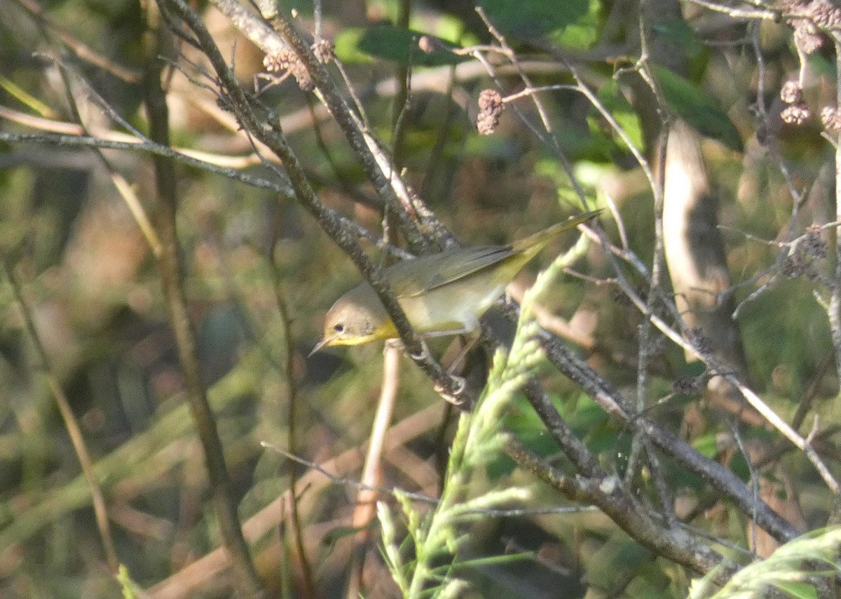 Common Yellowthroat - ML642153736