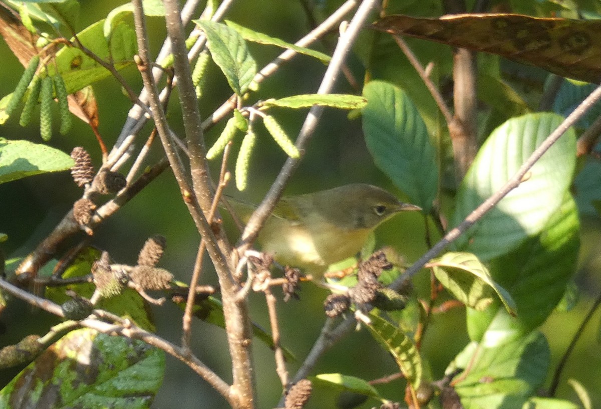 Common Yellowthroat - ML642153738