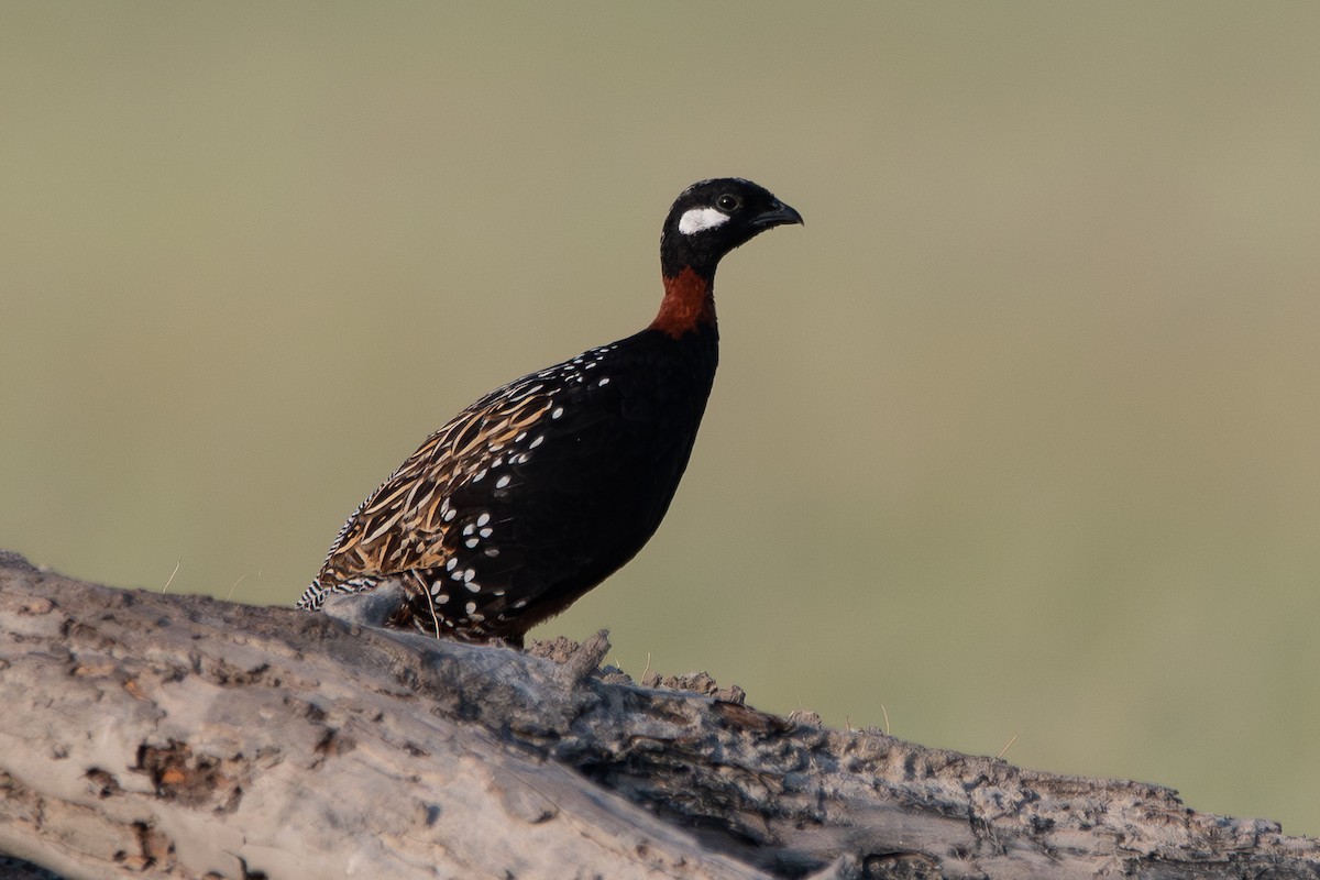 Black Francolin - ML642153739