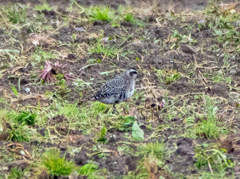 American Golden-Plover - ML642153740