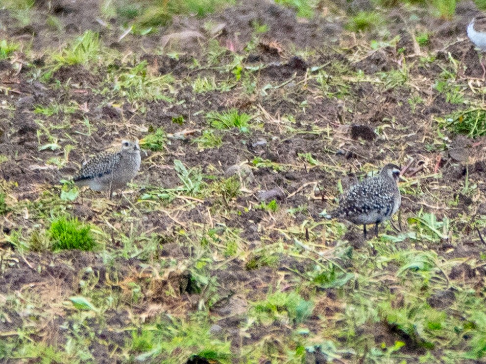 American Golden-Plover - ML642153741