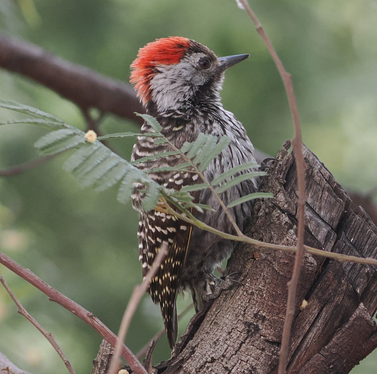Cardinal Woodpecker - ML642153743