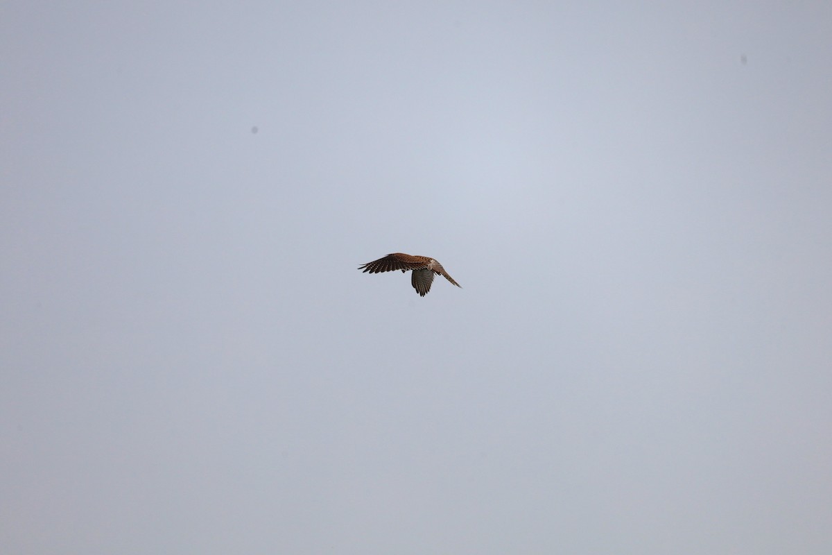 Eurasian Kestrel - ML642153745