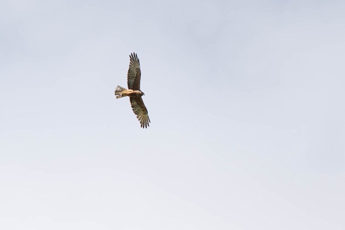 New Zealand Falcon - ML642153746