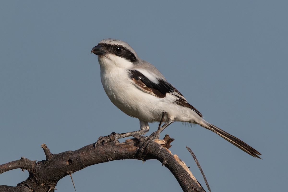 Great Gray Shrike (Indian) - ML642153747