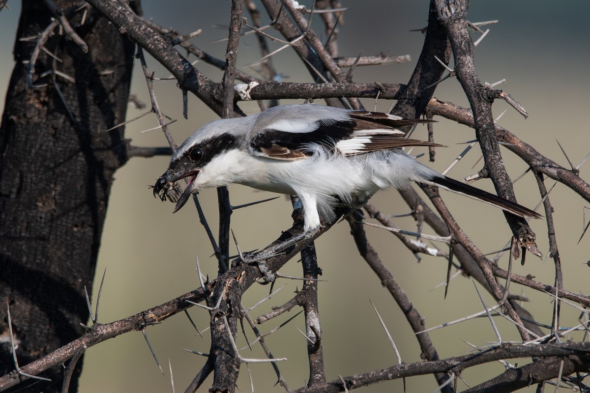 Great Gray Shrike (Indian) - ML642153748