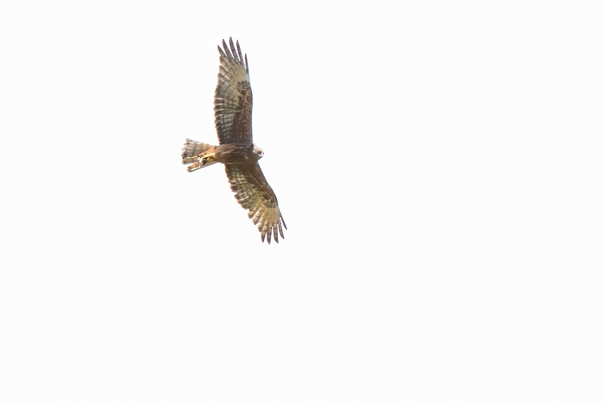 New Zealand Falcon - ML642153751