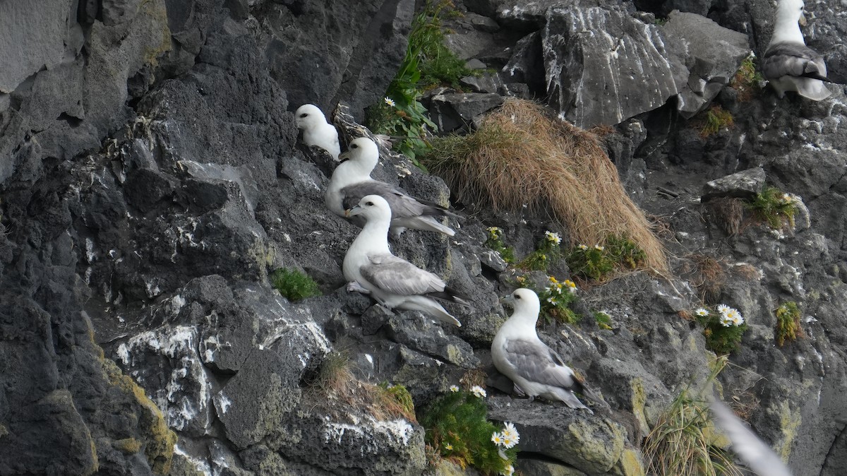 Northern Fulmar - ML642153752