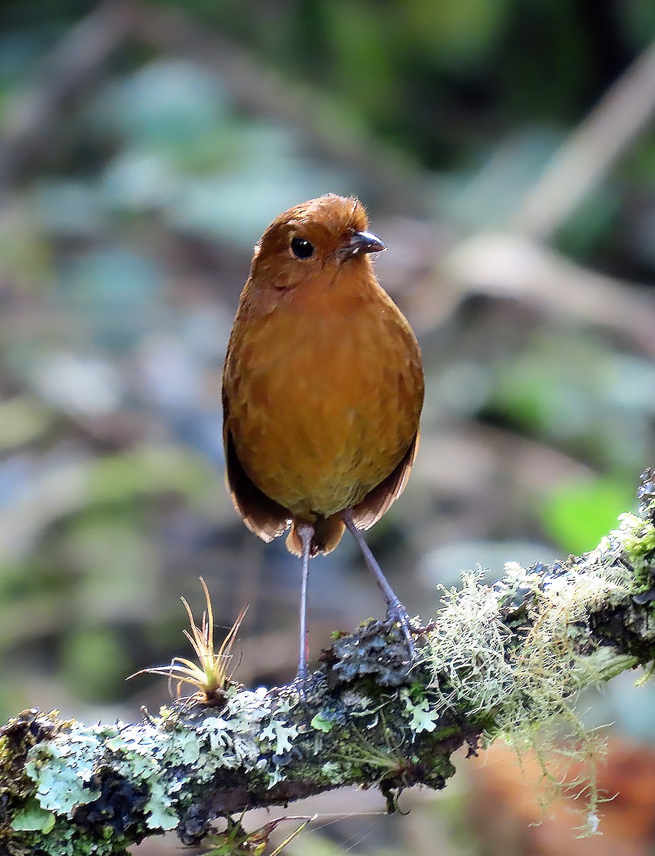 Equatorial Antpitta - ML642153753