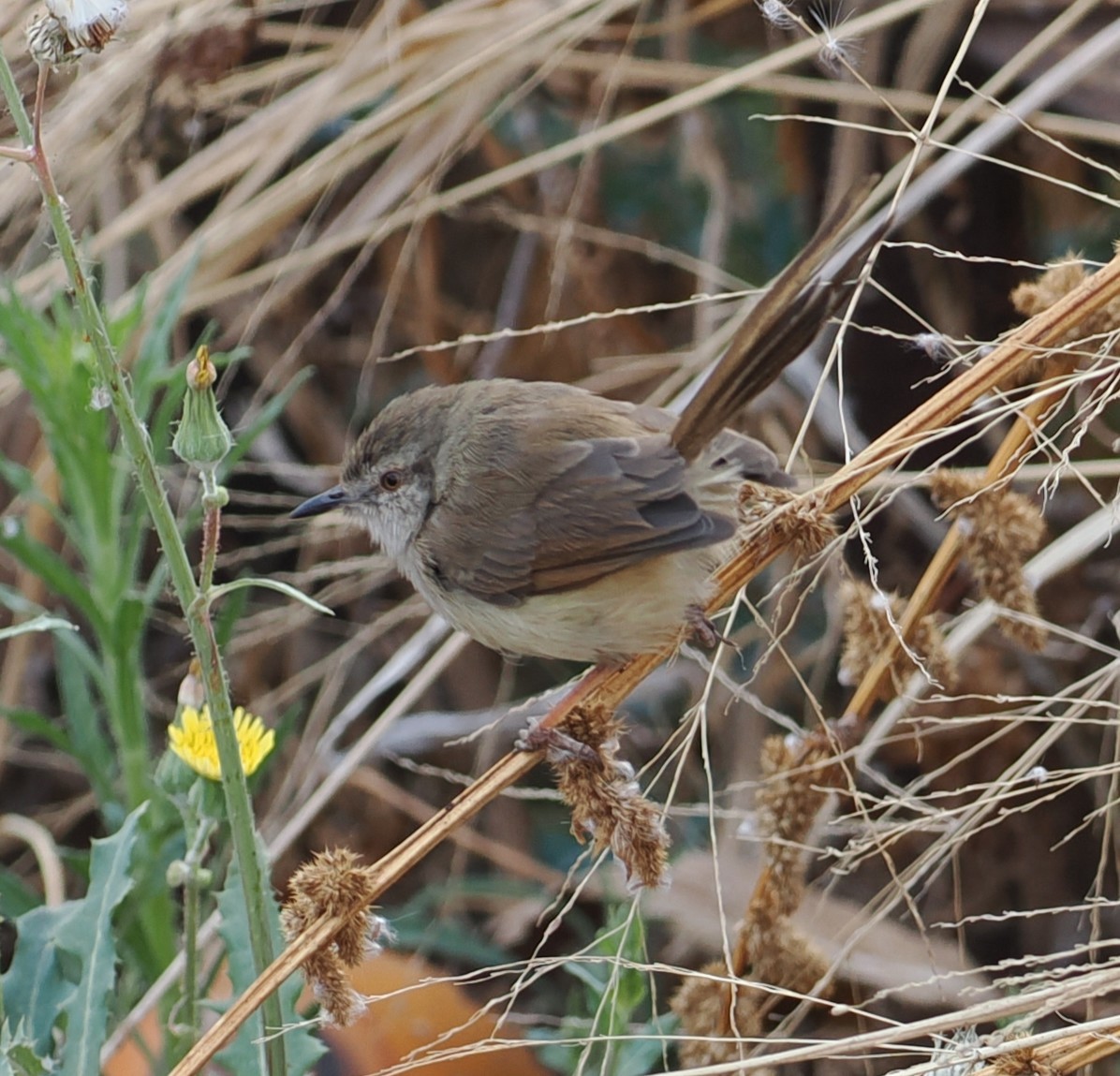 Tawny-flanked Prinia - ML642153754