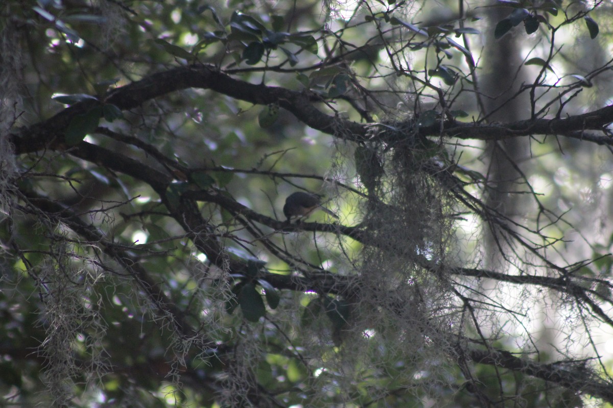 American Redstart - ML642153755