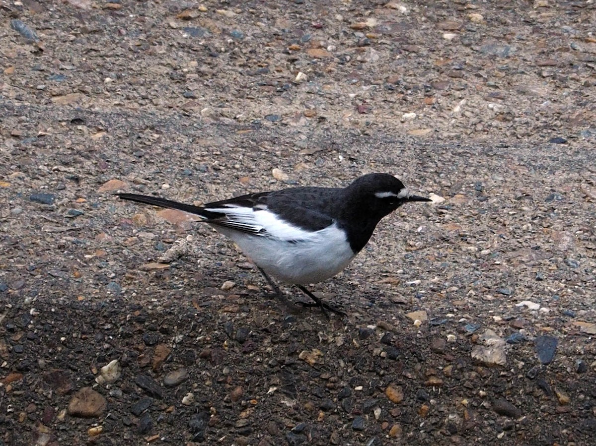 Japanese Wagtail - ML642153783