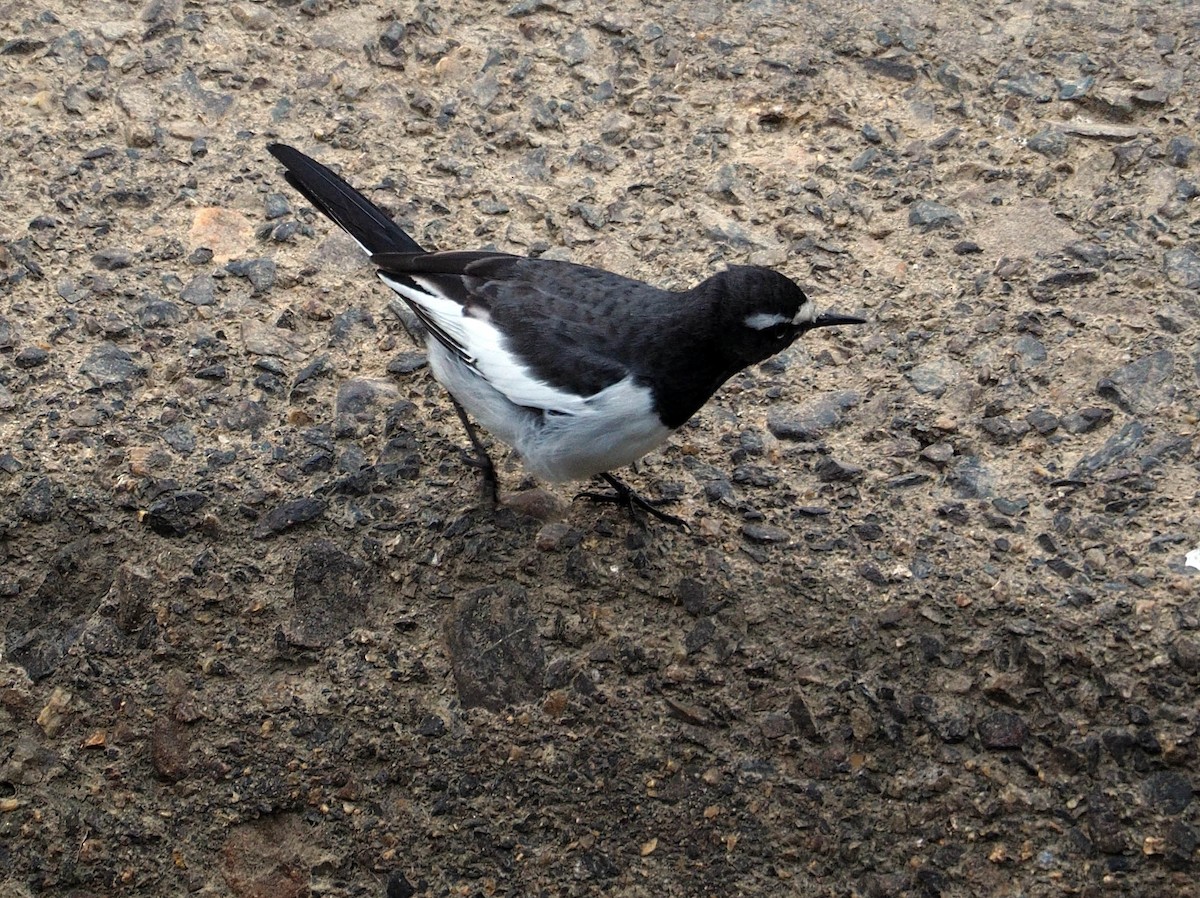 Japanese Wagtail - ML642153784