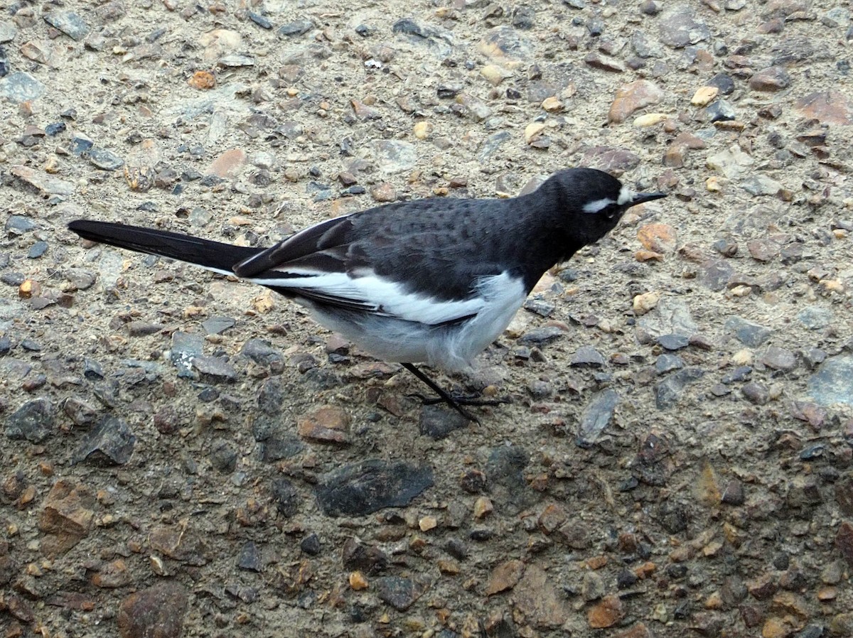 Japanese Wagtail - ML642153785