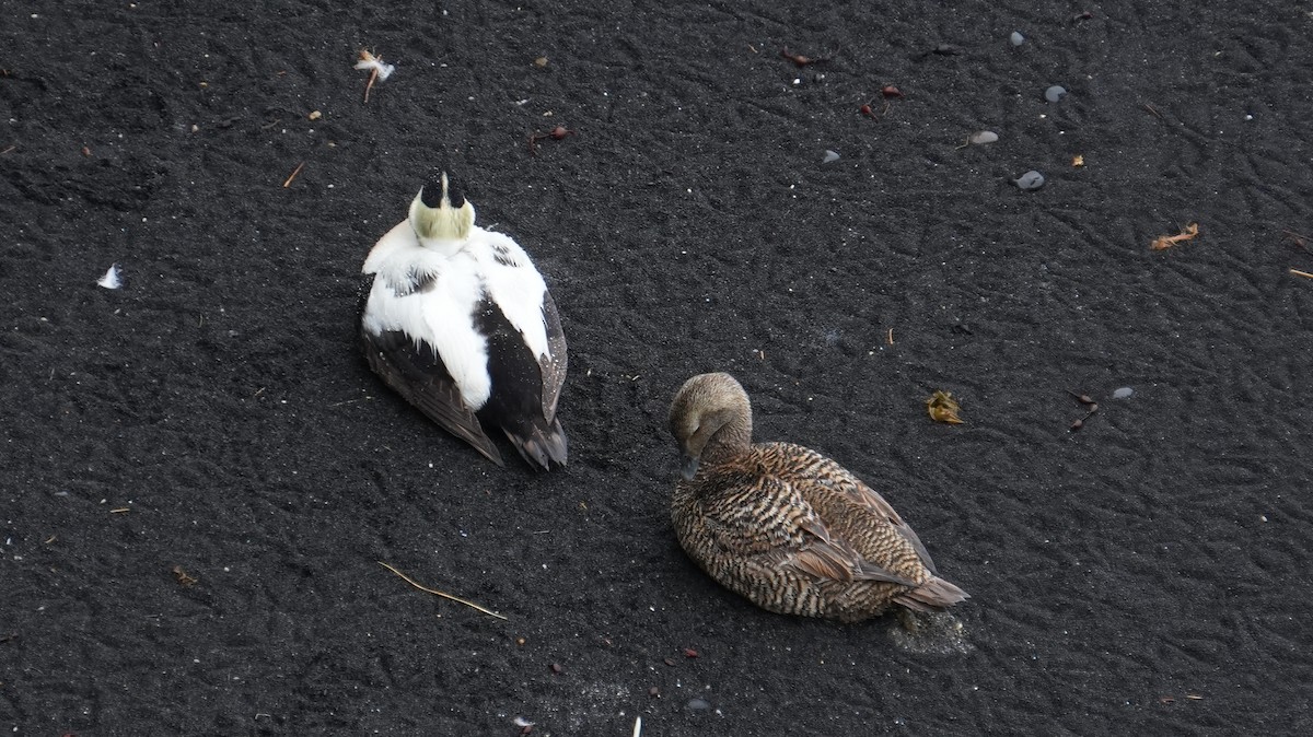 Common Eider - ML642153790