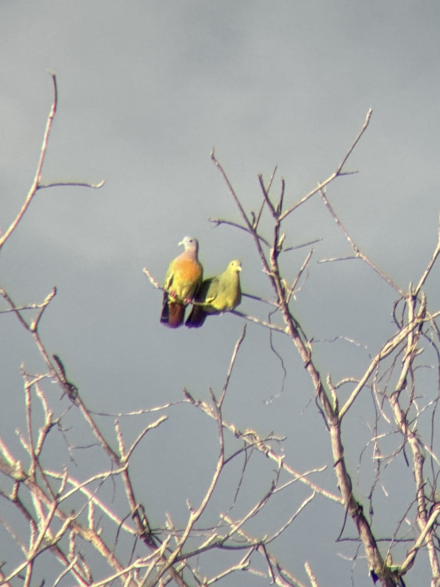 Pink-necked Green-Pigeon - ML642153811