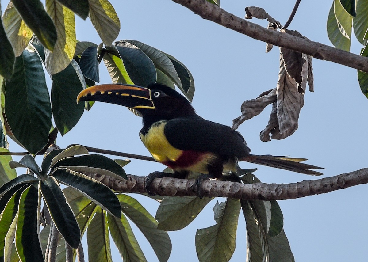 Chestnut-eared Aracari - ML642153830
