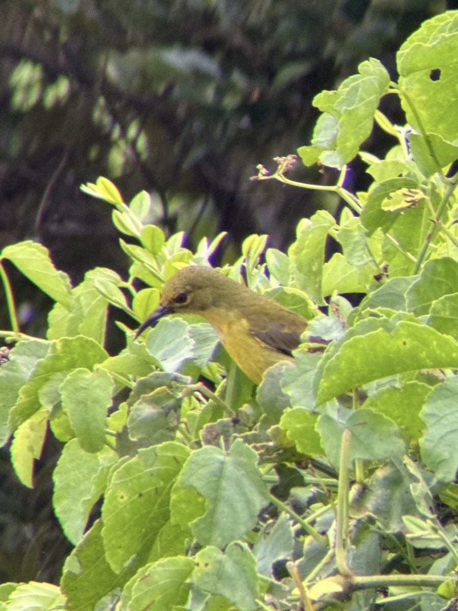 黃腹花蜜鳥 - ML642153834